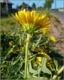 Inula britannica. Верхушка побега с соцветием. Чувашия, г. Шумерля. 29 июля 2011 г.