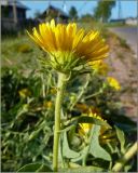 Inula britannica