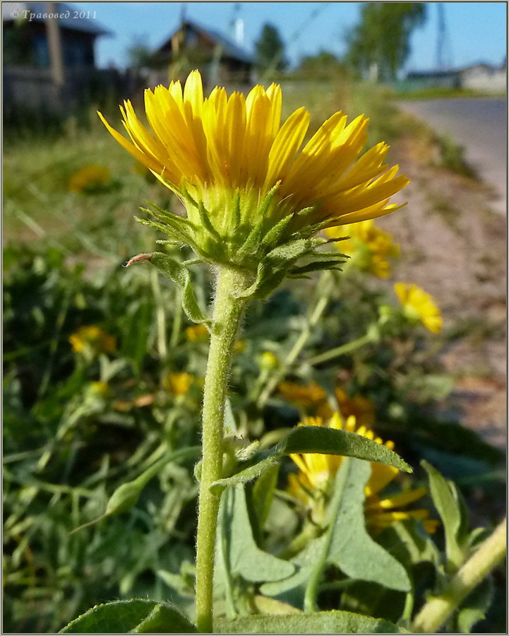 Изображение особи Inula britannica.