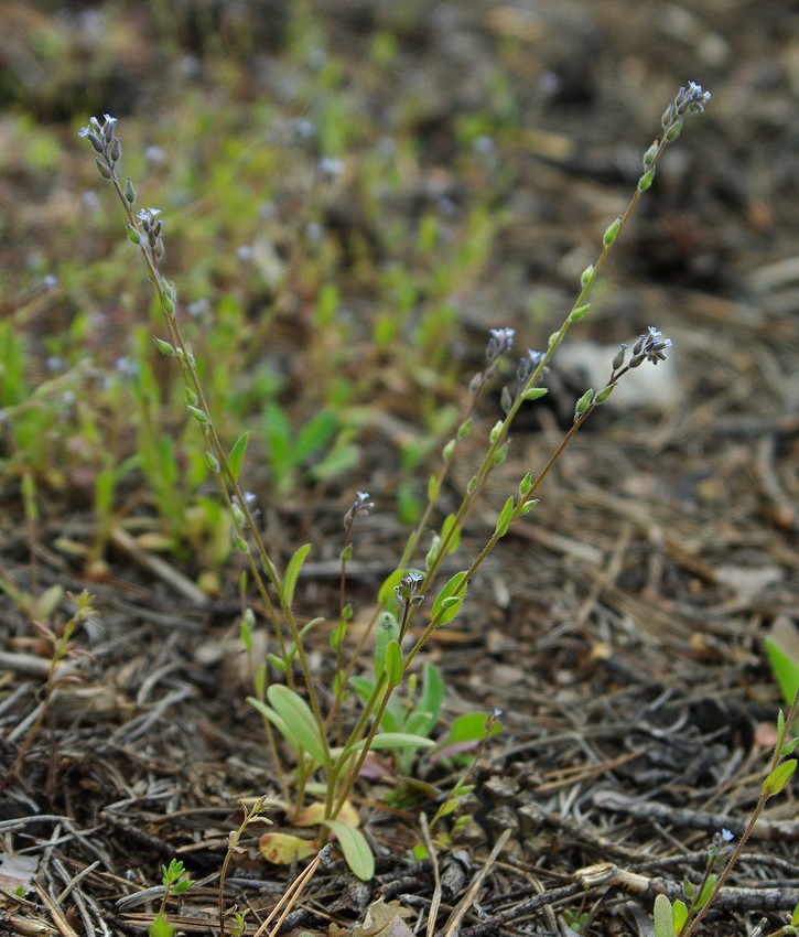 Изображение особи Myosotis micrantha.