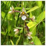 Epipactis palustris. Соцветие. Республика Татарстан, Алькеевский р-н, памятник природы \"Татарско-Ахметьевское торфяное болото\". 12.07.2005.