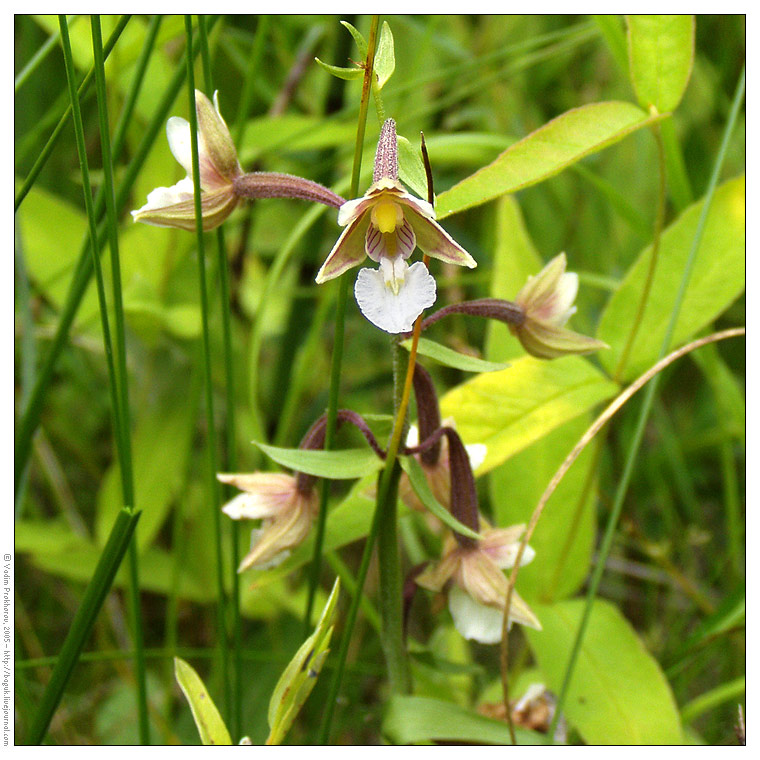 Image of Epipactis palustris specimen.