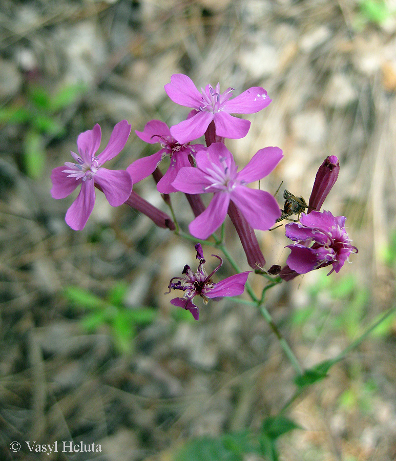 Изображение особи Silene lituanica.