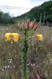 Oenothera glazioviana