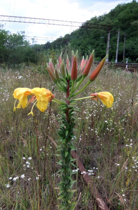 Изображение особи Oenothera glazioviana.