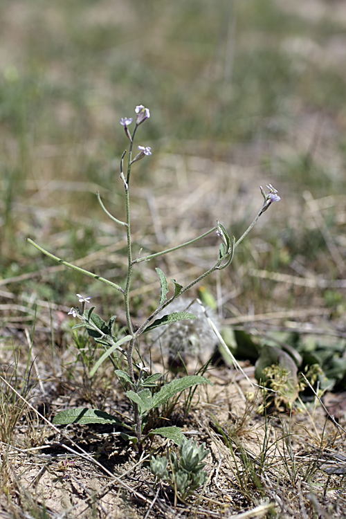 Image of Strigosella trichocarpa specimen.