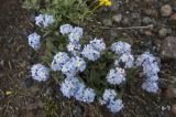 Myosotis alpestris