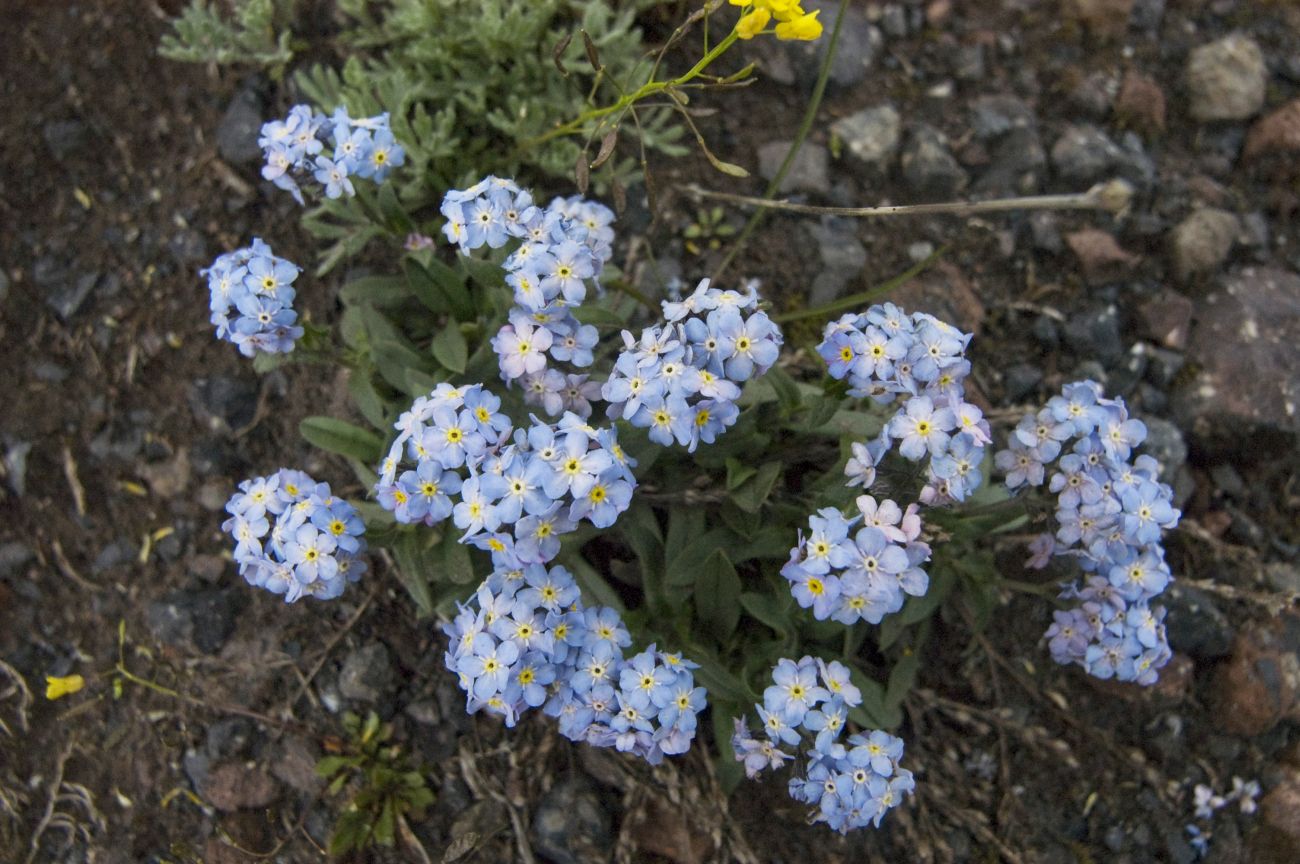 Image of Myosotis alpestris specimen.