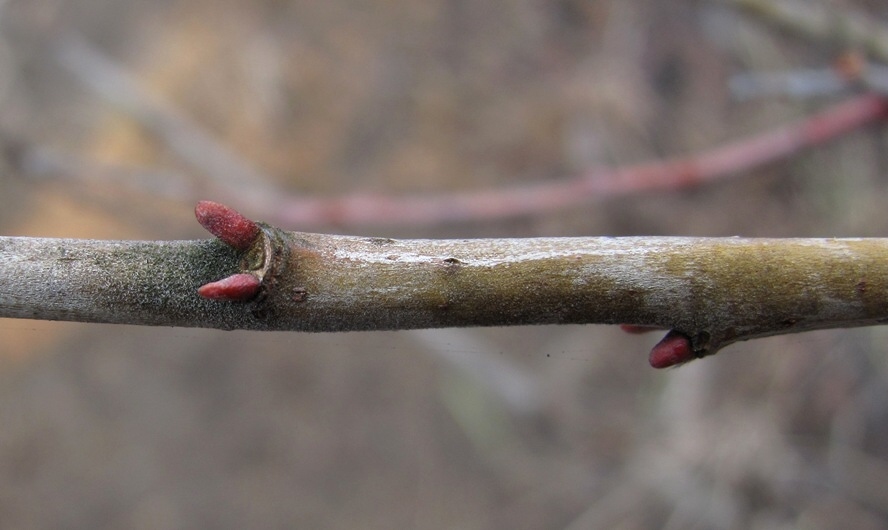 Image of Salix &times; laurina specimen.