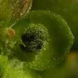 Image of taxon representative. Author is Сергей Свирин