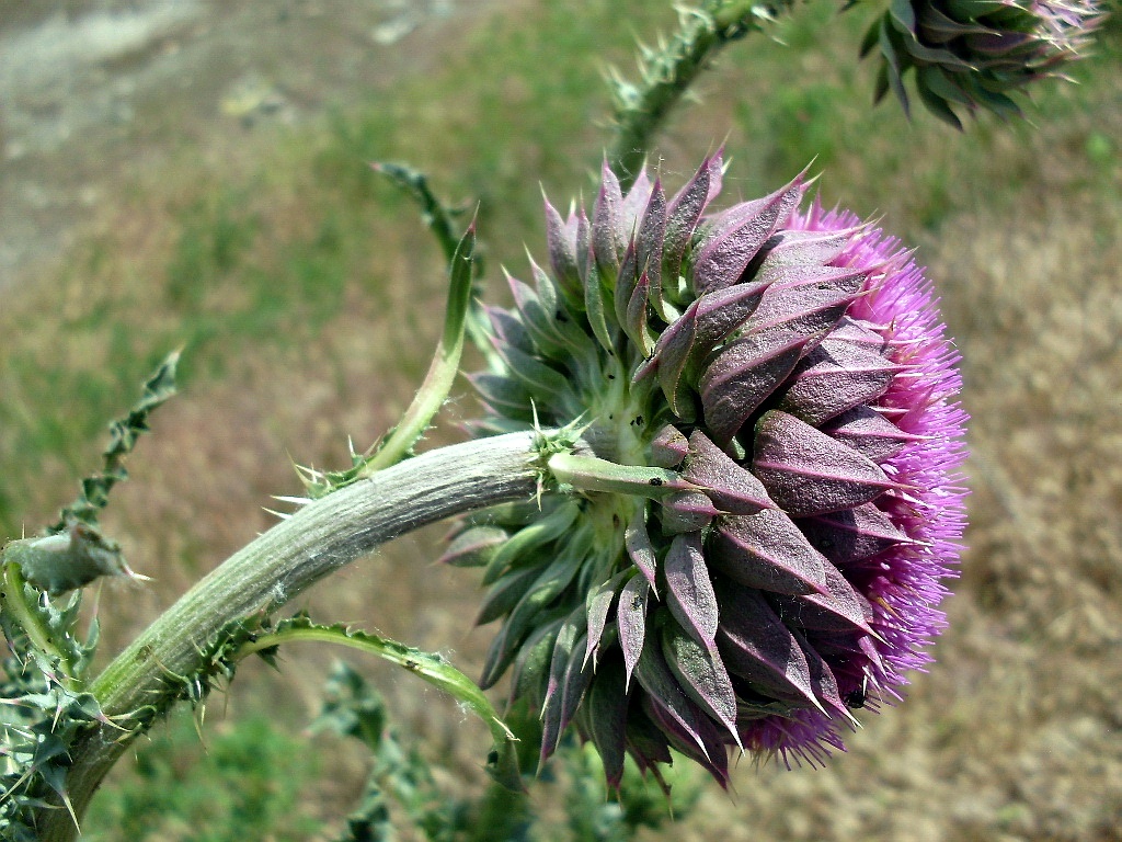 Image of Carduus thoermeri specimen.