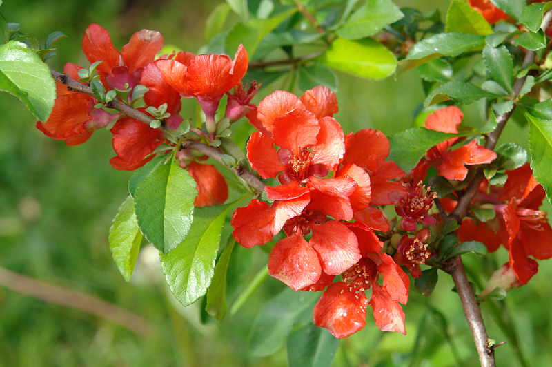 Image of Chaenomeles japonica specimen.