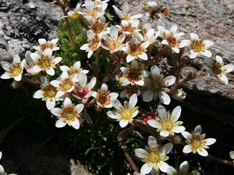 Изображение особи Saxifraga exarata.