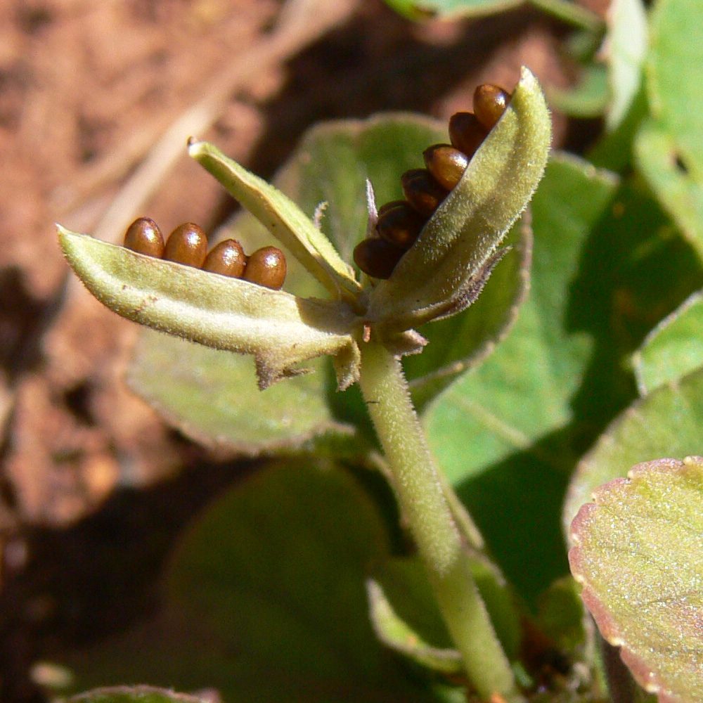 Image of Viola rupestris specimen.