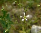 Pseudosaponaria pilosa. Цветок. Копетдаг, Чули. Май 2011 г.