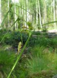 Carex pallescens