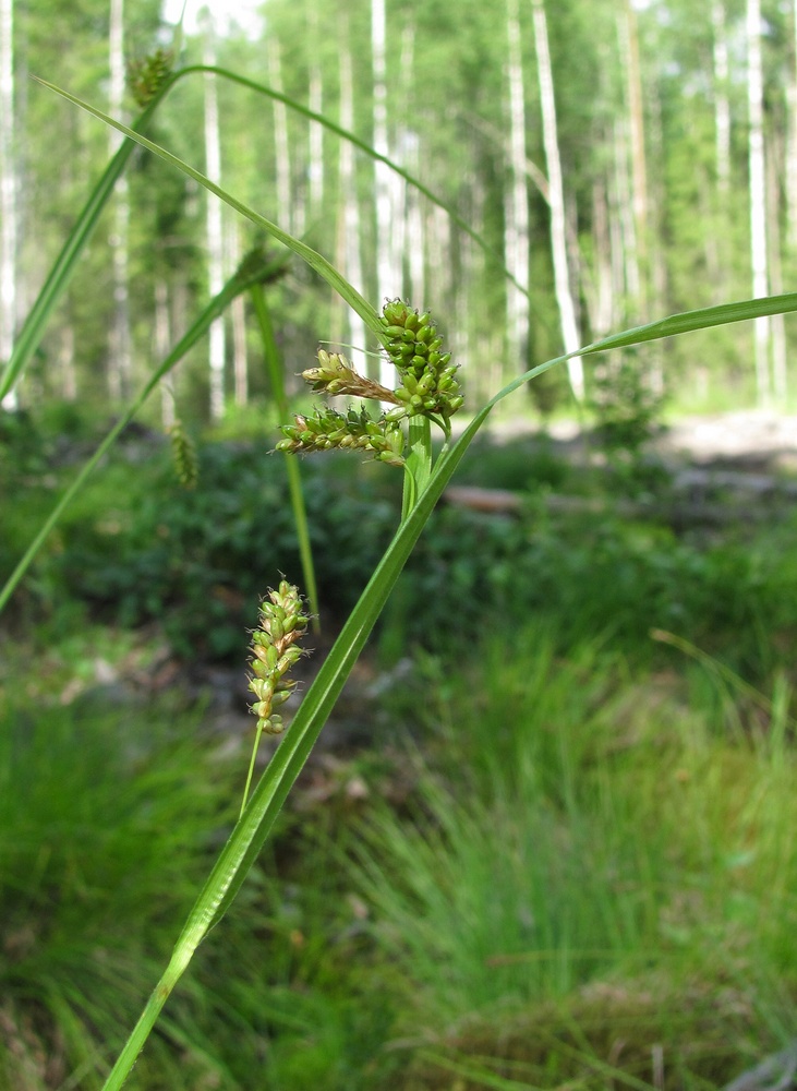 Image of Carex pallescens specimen.