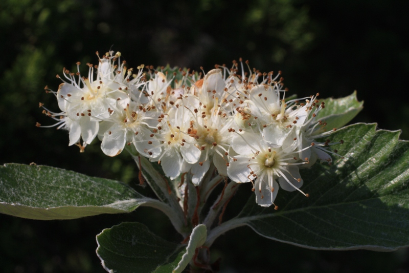 Image of Sorbus taurica specimen.