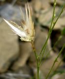 Crupina vulgaris. Соплодие. Копетдаг, Чули. Май 2011 г.