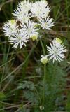 Thalictrum petaloideum