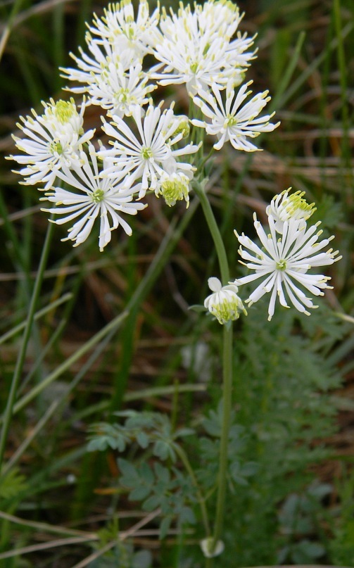 Image of Thalictrum petaloideum specimen.