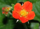 Geum quellyon. Цветок. Московская обл., дачный участок. 02.09.2007.