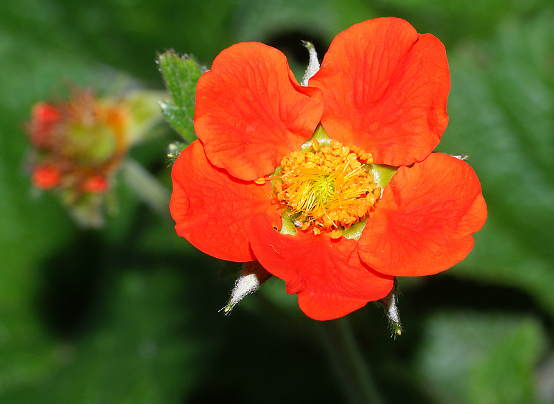 Изображение особи Geum quellyon.