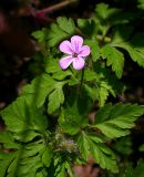 Geranium robertianum