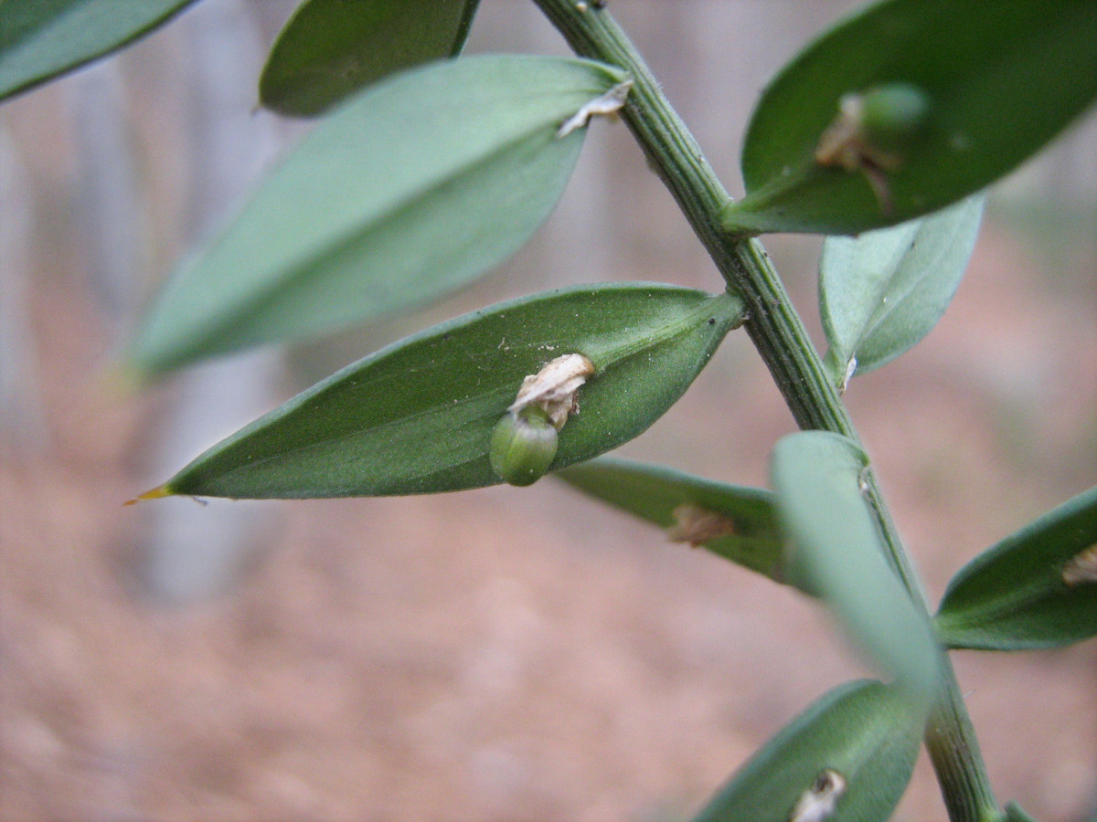 Image of Ruscus aculeatus specimen.