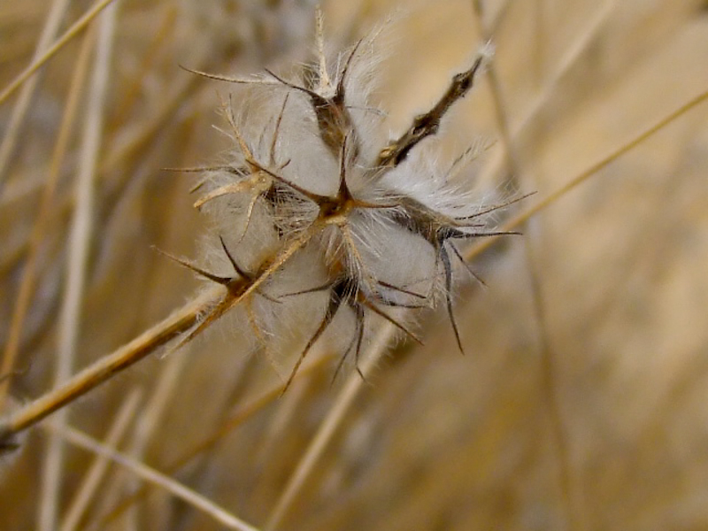Image of Trifolium palaestinum specimen.