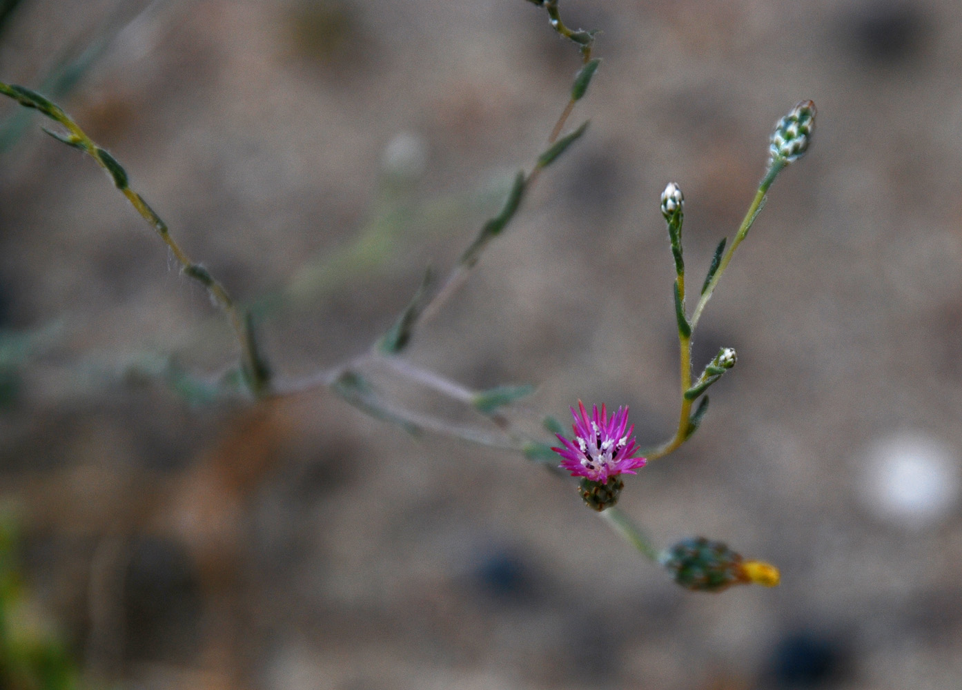 Image of Hyalea pulchella specimen.