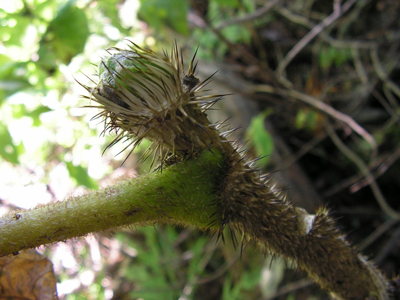 Image of Oplopanax elatus specimen.