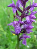 Dactylorhiza majalis. Часть соцветия с нормально окрашенными цветками. Украина, Ивано-Франковская обл., Надворнянский р-н, природный заповедник \"Горганы\", луг на территории усадьбы Горганского лесничества. 18 июня 2011 г.