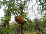 Larix sibirica