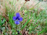 Viola declinata