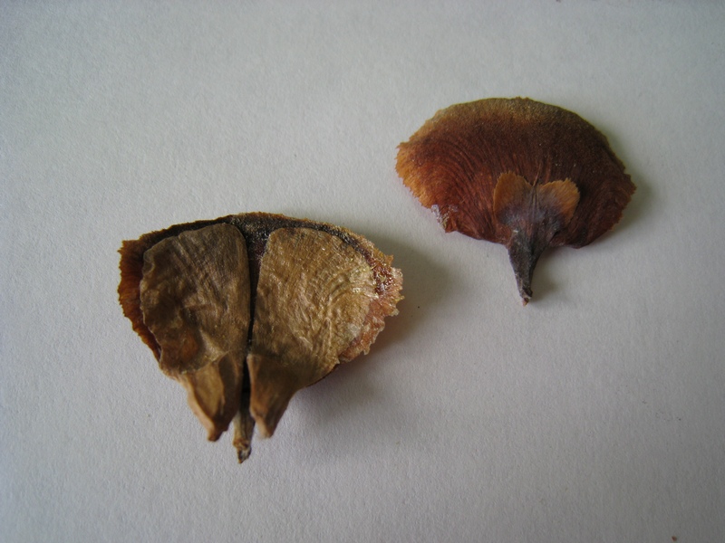 Image of Abies sibirica specimen.