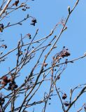 Sorbus &times; thuringiaca