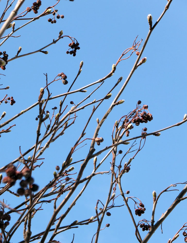 Image of Sorbus &times; thuringiaca specimen.