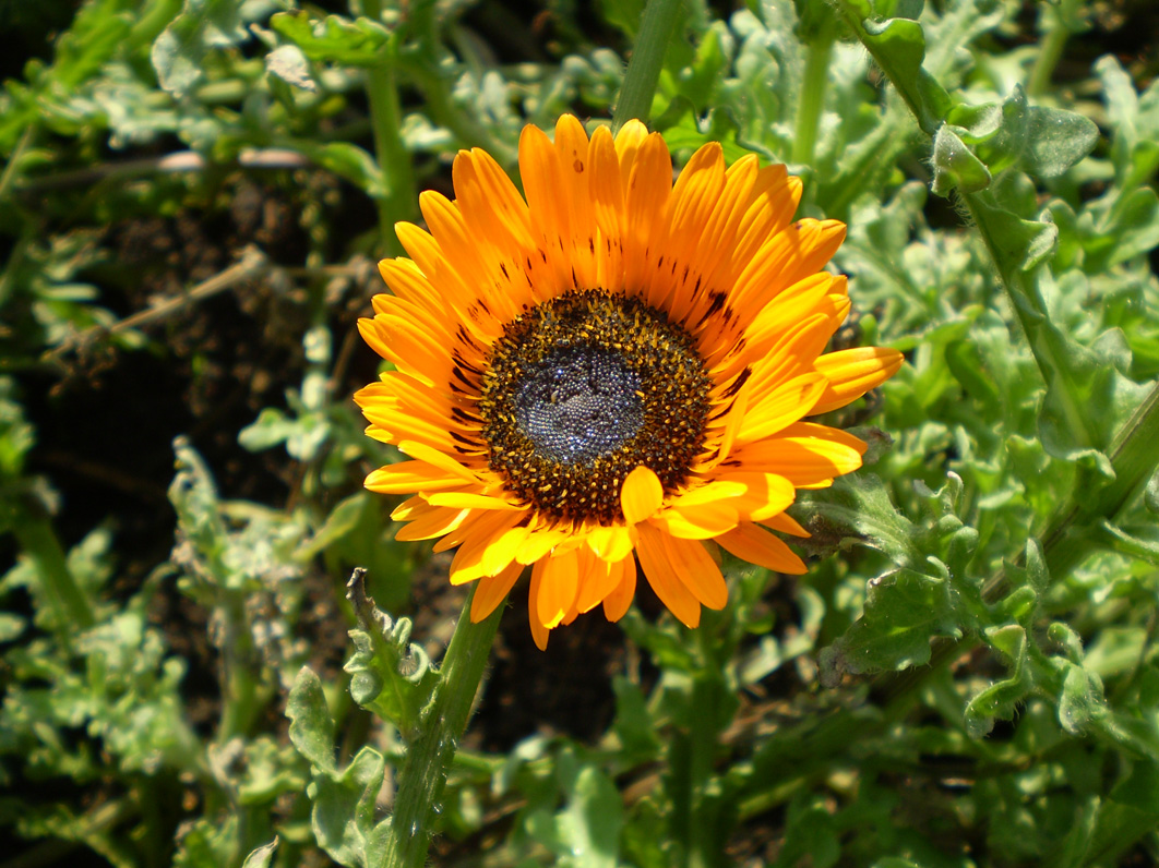 Image of Arctotis fastuosa specimen.