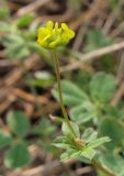 Medicago lupulina. Соцветие. Крым, южный берег, окр. Алупки, сосновый лес. 2 июня 2012 г.