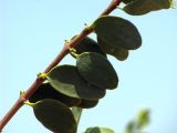 Plicosepalus acaciae. Побег с листьями. Израиль, долина Арава, севернее г. Эйлат. Июнь 2012 г.