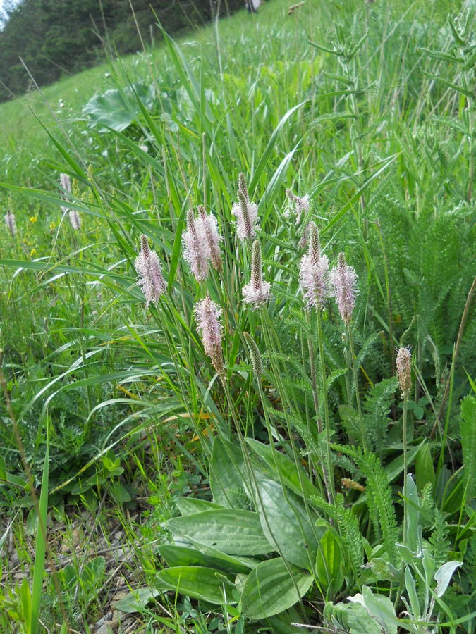 Image of Plantago media specimen.