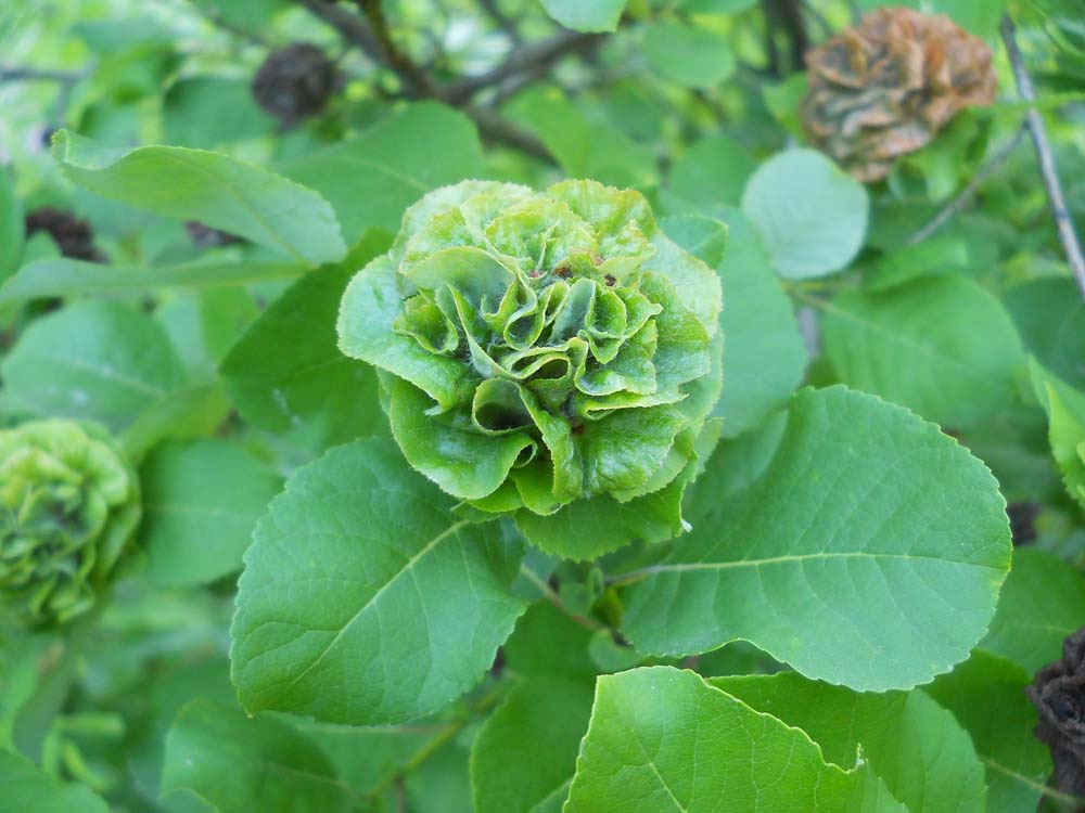 Image of Salix pyrolifolia specimen.