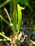 Crepis tectorum. Нижняя часть стебля. Республика Саха (Якутия), Томпонский р-н, окрестности села Кескил. 08.07.2012.