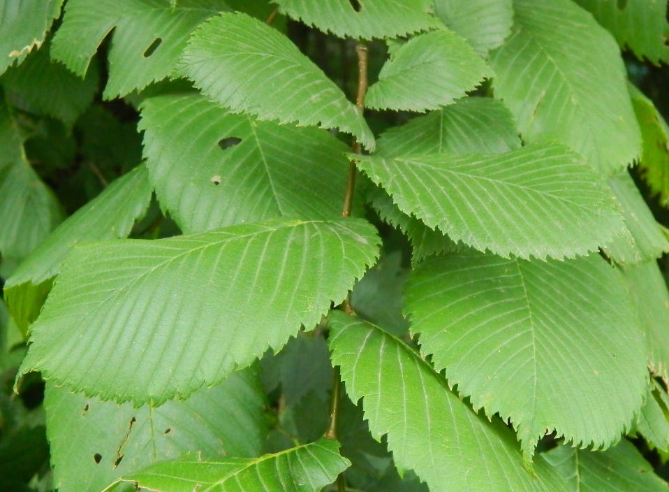 Image of Ulmus laevis specimen.