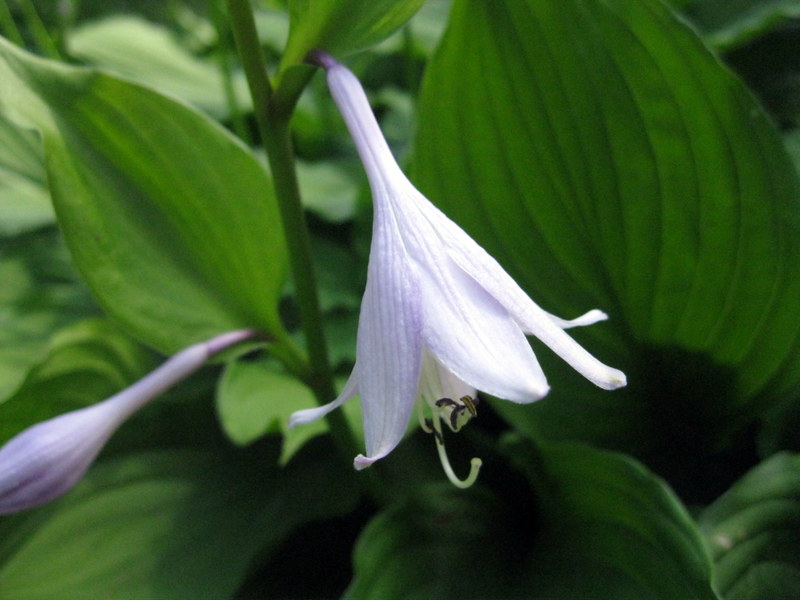 Image of Hosta albomarginata specimen.