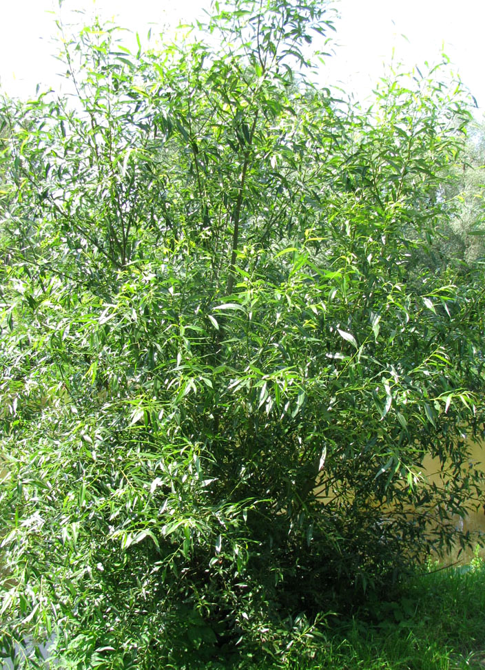 Image of Salix &times; meyeriana specimen.