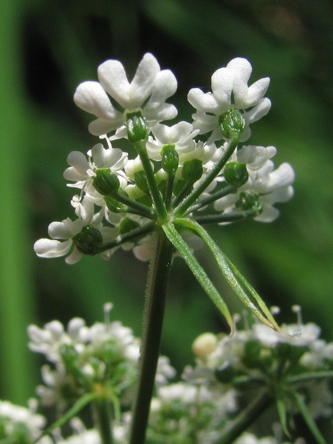 Изображение особи Aethusa cynapium.