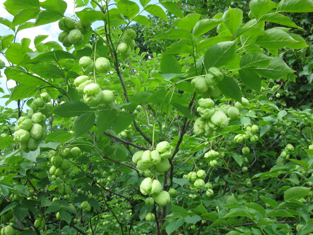 Image of Staphylea pinnata specimen.