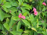 Euphorbia splendens